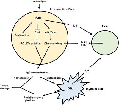 Bruton’s Tyrosine Kinase, a Component of B Cell Signaling Pathways, Has Multiple Roles in the Pathogenesis of Lupus